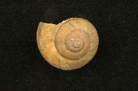 藏品(淡水蝸牛)的圖片